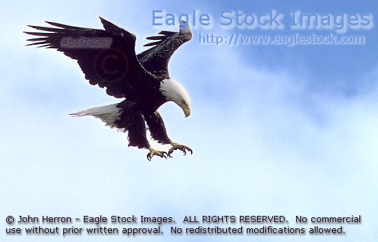 Photo #bef78267  Soaring Bald Eagle with talons down.